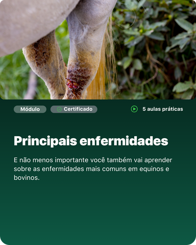 Cópia de aux vet 02 (1)