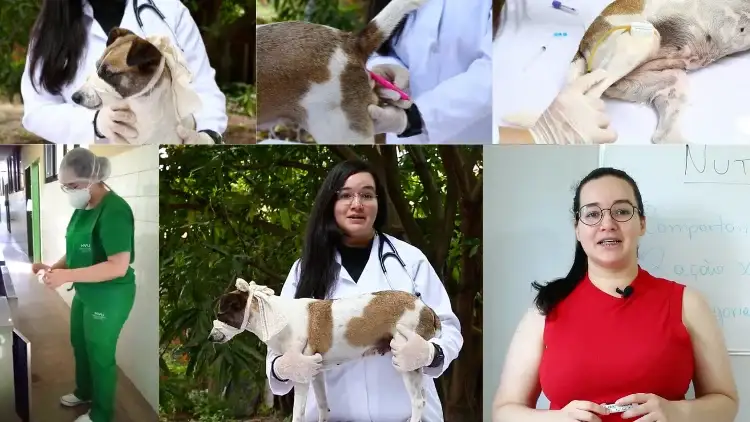 Curso de Auxiliar Veterinário para Animais de Pequeno Porte